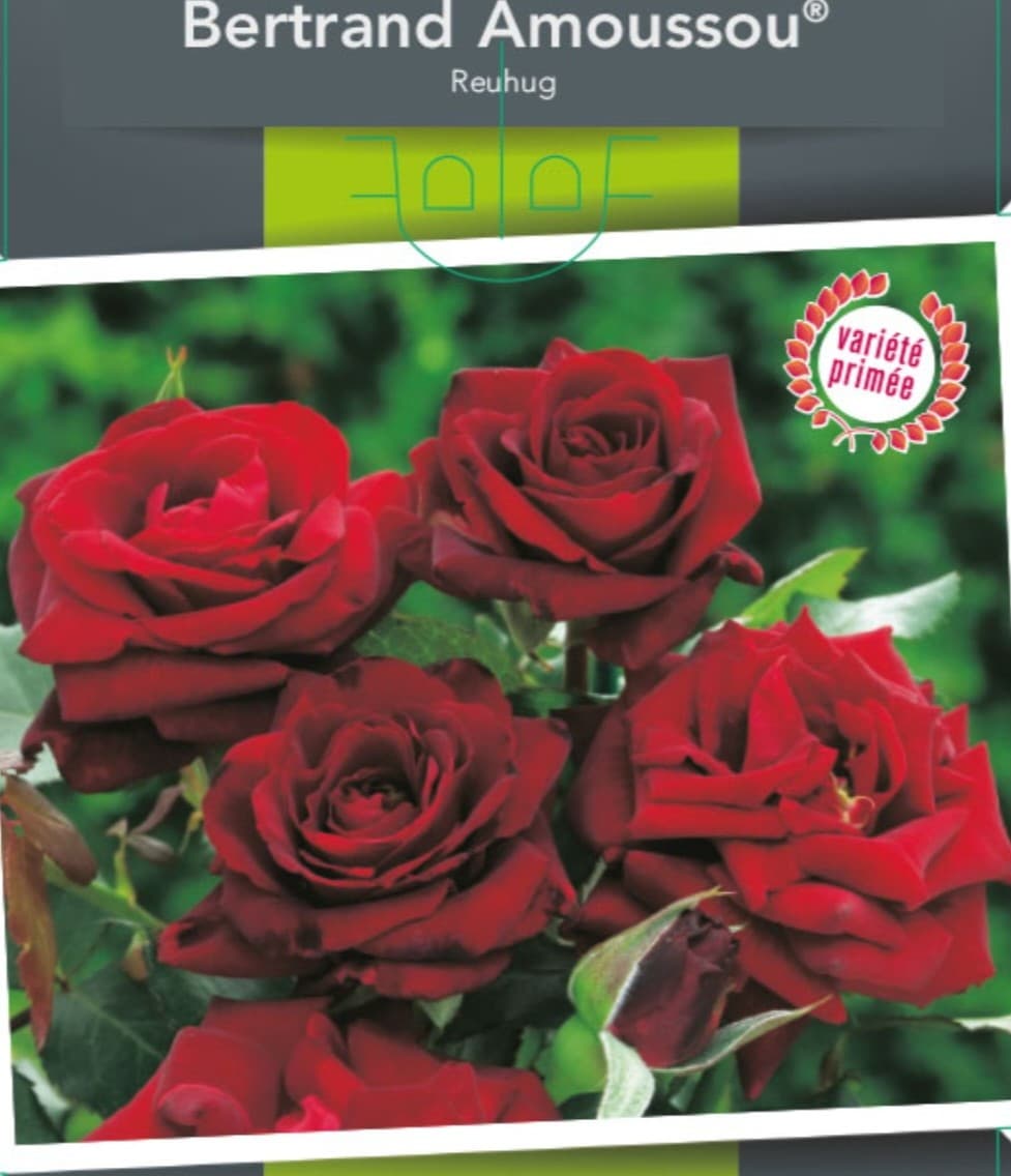 La rose Bertrand Amoussou — variété Edirose
